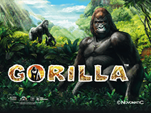 Игровой автомат Gorilla без СМС и без регистрации